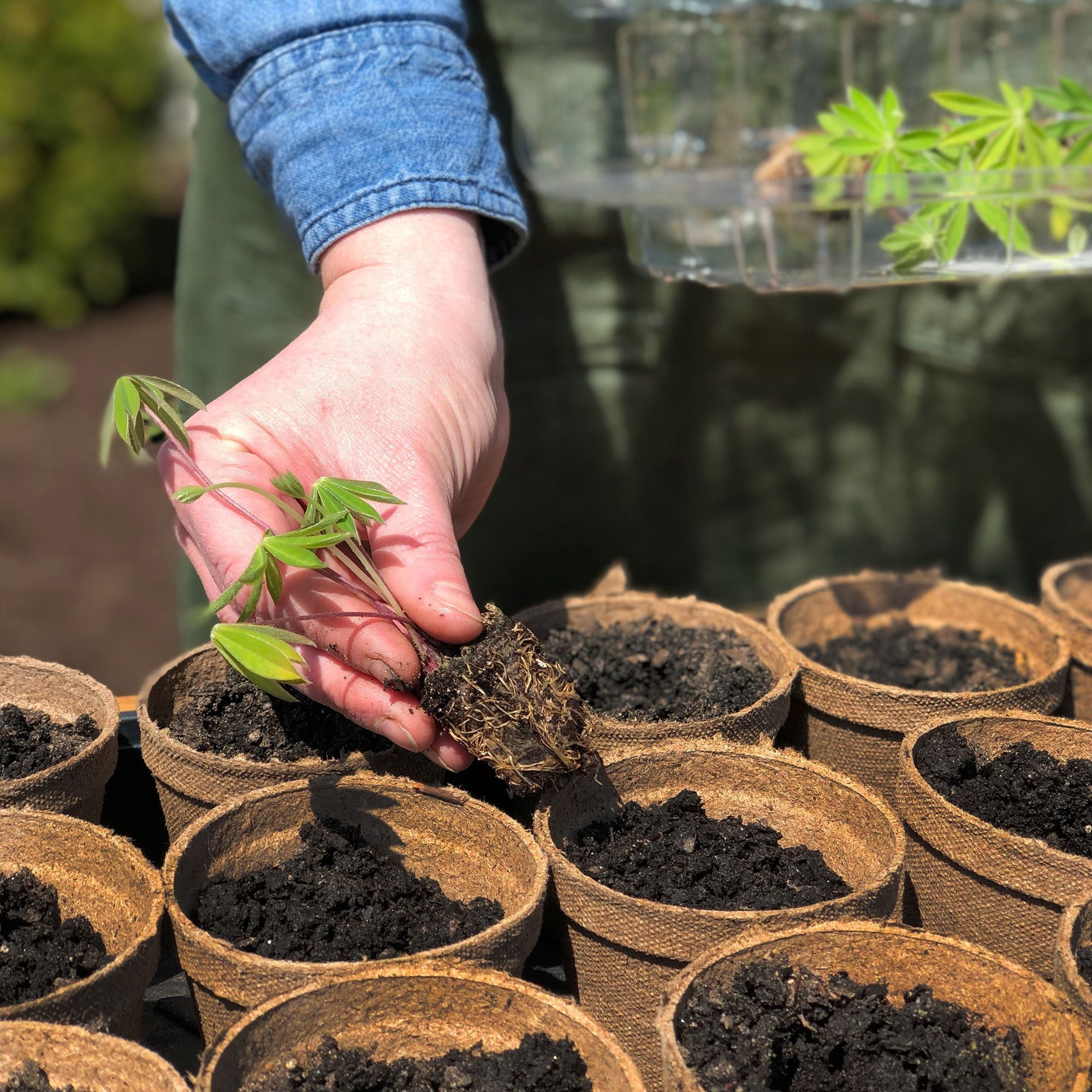 Peat pots with soil